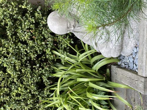 Somatic and Psychodynamic Psychotherapy in Christchurch