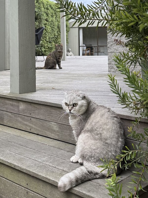 Somatic and Psychodynamic Psychotherapy in Christchurch