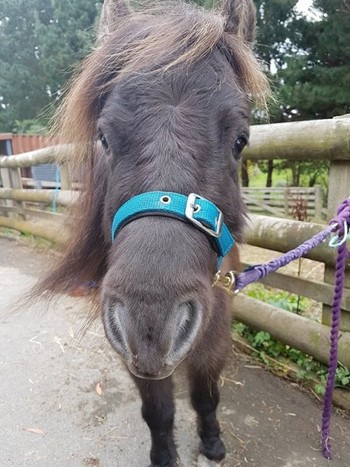 Counsellor - Equine Facilitated Therapist in Porirua